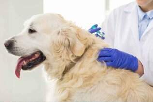 rolo para esterilização para clínicas veterinárias
